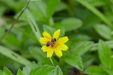 Close-up view of bee on singapore daisy flower	
