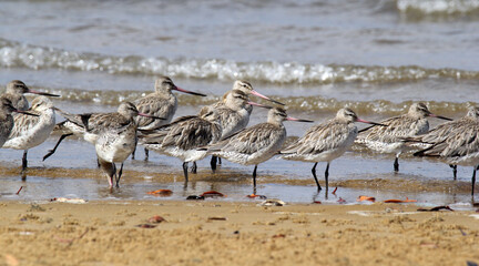 Bar-tailed godwits birds shorebirds waders standing on a beach next to the ocean