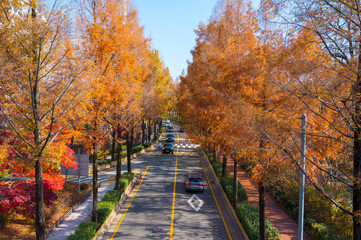 Road of Colorful Trees  Autunm. in Seoul City, South Korea.