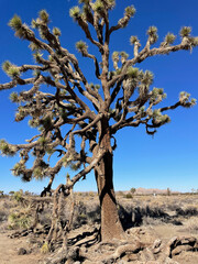 tree in the desert