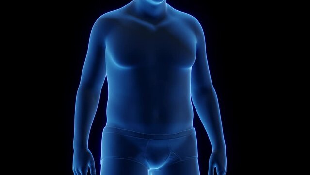 3d rendered medical animation of a man's body transformation to a endomorphic body type