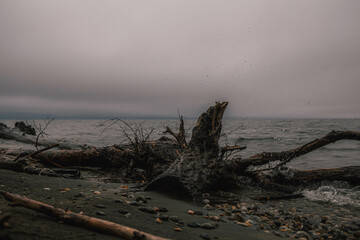 a large snag lies on a stone coast, gray sky, horizon