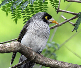 Noisy miner bird sitting on a tree branch