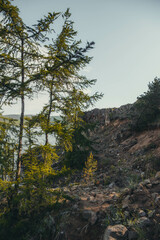 Obraz na płótnie Canvas young pine trees grow on the coast of the lake, mountain range