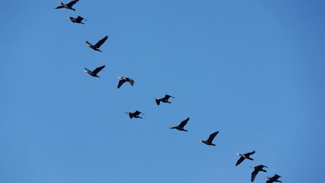 A group of Phalacrocorax carbo flying in the air. Slow motion. Aogu Wetlands Forest Park is a base for eco-tourism. Dongshi Township,  Chiayi County, Taiwan