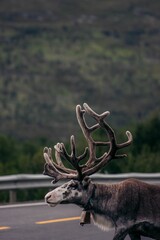 Vertical of a beautiful Mountain reindeer on a road