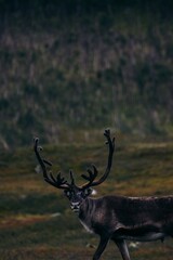 Vertical of a beautiful Mountain reindeer in a forest