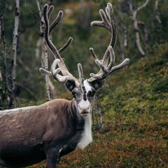 View of a beautiful Mountain reindeer in a forest