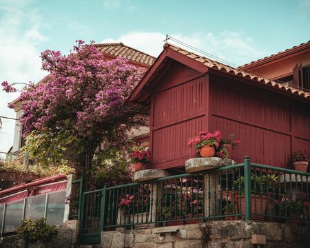 View of a wooden house "horreo" and a tree in a garden