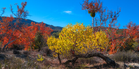 Autumn foliage of cottonwood forest in the Aqua Tibia Wilderness with the mountain view in Temecula, Southern California - obrazy, fototapety, plakaty