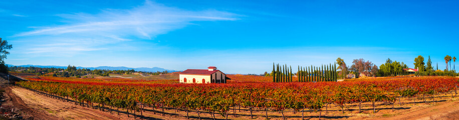 Fototapeta na wymiar Autumn grapevine foliage and scenic vineyard landscape in Temecula Valley, Southern California