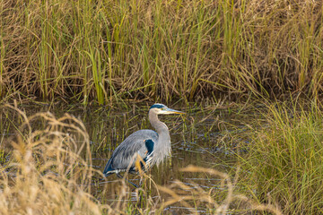Great Blue Heron. This beautiful bird hunts in the water along the banks of the river. Great Blue Heron at the lake