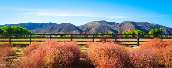 Tumbleweed bush clusters on the road with mountain and fenced meadow views