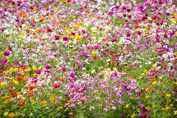 色とりどりのコスモス	