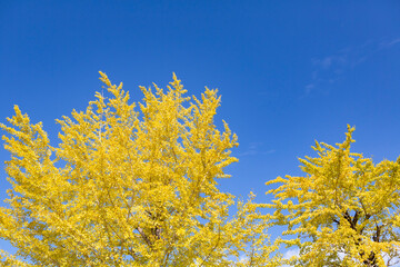 黄変したイチョウの木の葉	