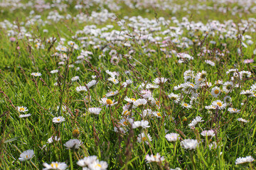 Chamomile flower field. Camomile in the nature. Field of camomiles at sunny day at nature. Camomile daisy flowers in summer day. Chamomile flowers field wide background in sun light