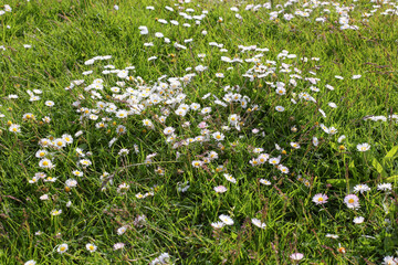Chamomile flower field. Camomile in the nature. Field of camomiles at sunny day at nature. Camomile daisy flowers in summer day. Chamomile flowers field wide background in sun light