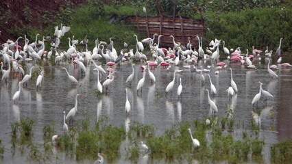 Flock of wading birds in the La Segua wetland near Chone, Ecuador