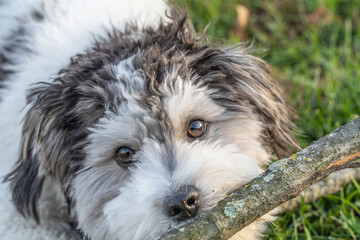 Black and White Puppy chewing on a big stick.