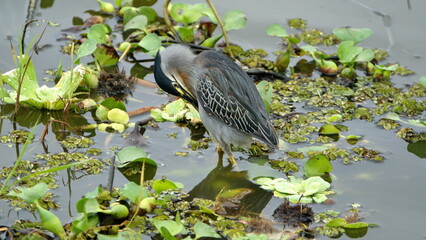 Striated heron (Butorides striatus) foraging in a pond in the La Segua wetland near Chone, Ecuador