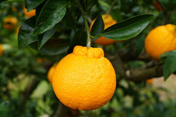 デコポン　ミカン