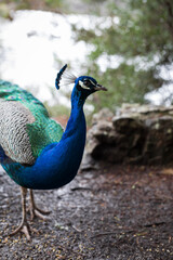 Fototapeta premium Peacock