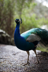 Naklejka premium Paw