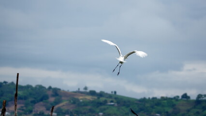 Great egret (Ardea alba) in flight in the La Segua wetland near Chone, Ecuador