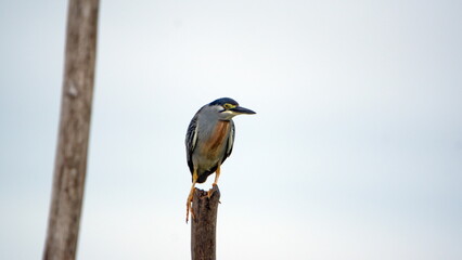 Striated heron (Butorides striatus) perched on a post in the La Segua wetland near Chone, Ecuador