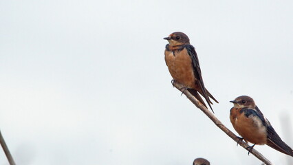 Barn swallows (Hirundo rustica) perched on a stick in the La Segua wetland near Chone, Ecuador