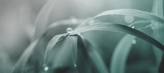 Close up with soft focus dew drops on grass leaves, Abstract soft natural background in pastel light colors, Spring floral.