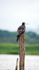 Magnificent frigatebird (Fregata magnificens) perched on a post in the La Segua wetland near Chone, Ecuador