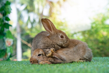 Fototapeta na wymiar Little cute rabbit sitting on the grass. Bunny on green background.