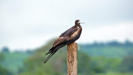 Magnificent frigatebird (Fregata magnificens) perched on a post in the La Segua wetland near Chone, Ecuador