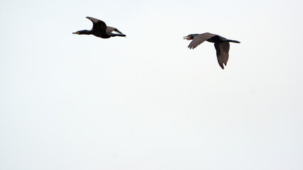 Neotropic cormorants (Phalacrocorax brasilianus) in flight in the La Segua wetland near Chone, Ecuador