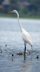 Great egret (Ardea alba) in the La Segua wetland near Chone, Ecuador