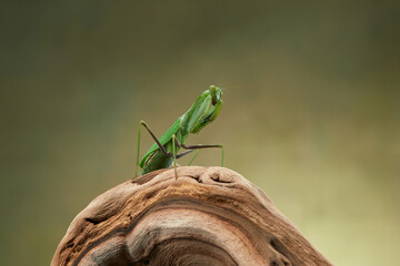 Praying mantis on a green background. The insect hunts, eat, macro