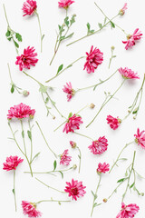 Pink flowers floral texture, chrysanthemums on white background