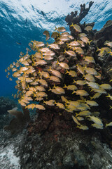 coral reef in the sea of gulf of mexico cozumel and playa del carmen