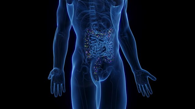 3d rendered medical animation of the normal intestinal flora of a man's colon