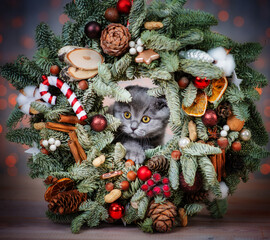 A fluffy gray kitten looking out of a spruce wreath decorated for the holidays. Merry christmas and happy new year