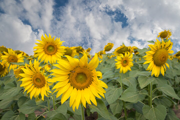 Sunflowers field landscape close-up on a background of blue sky