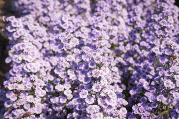 Purple margaret flowers (Michaelmas Daisy) are blooming beautifully