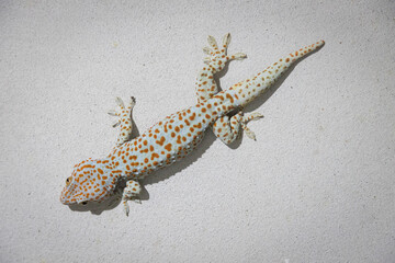 Large gecko is perched