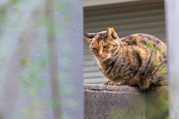 塀の上で物思いにふける茶色の野良猫
