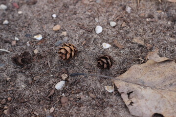 baby pinecone