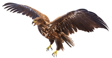 Eagle with spread wings on an isolated background.