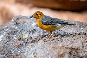 An Orange-headed Thrush perched on a rock, on the forest floor.