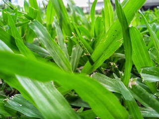 Obraz premium Green grass, leafs on the bushes