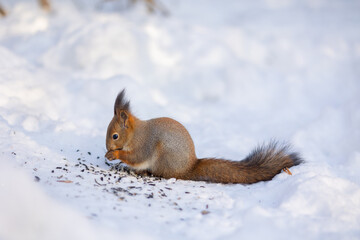Naklejka na ściany i meble Squirrel sits in snow and eats nuts in winter snowy park. Winter color of animal